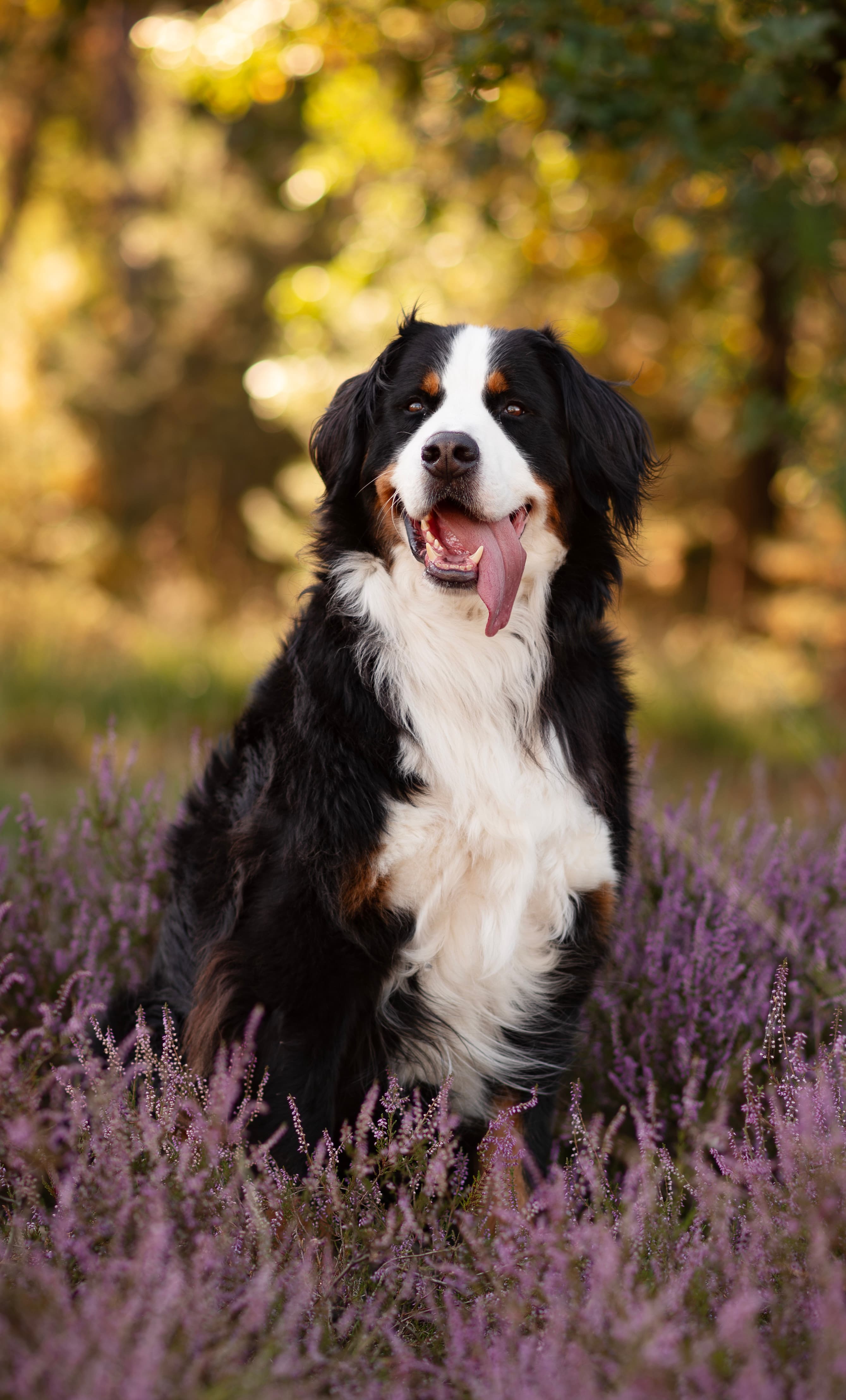 Ardie in een open portret in de natuur.