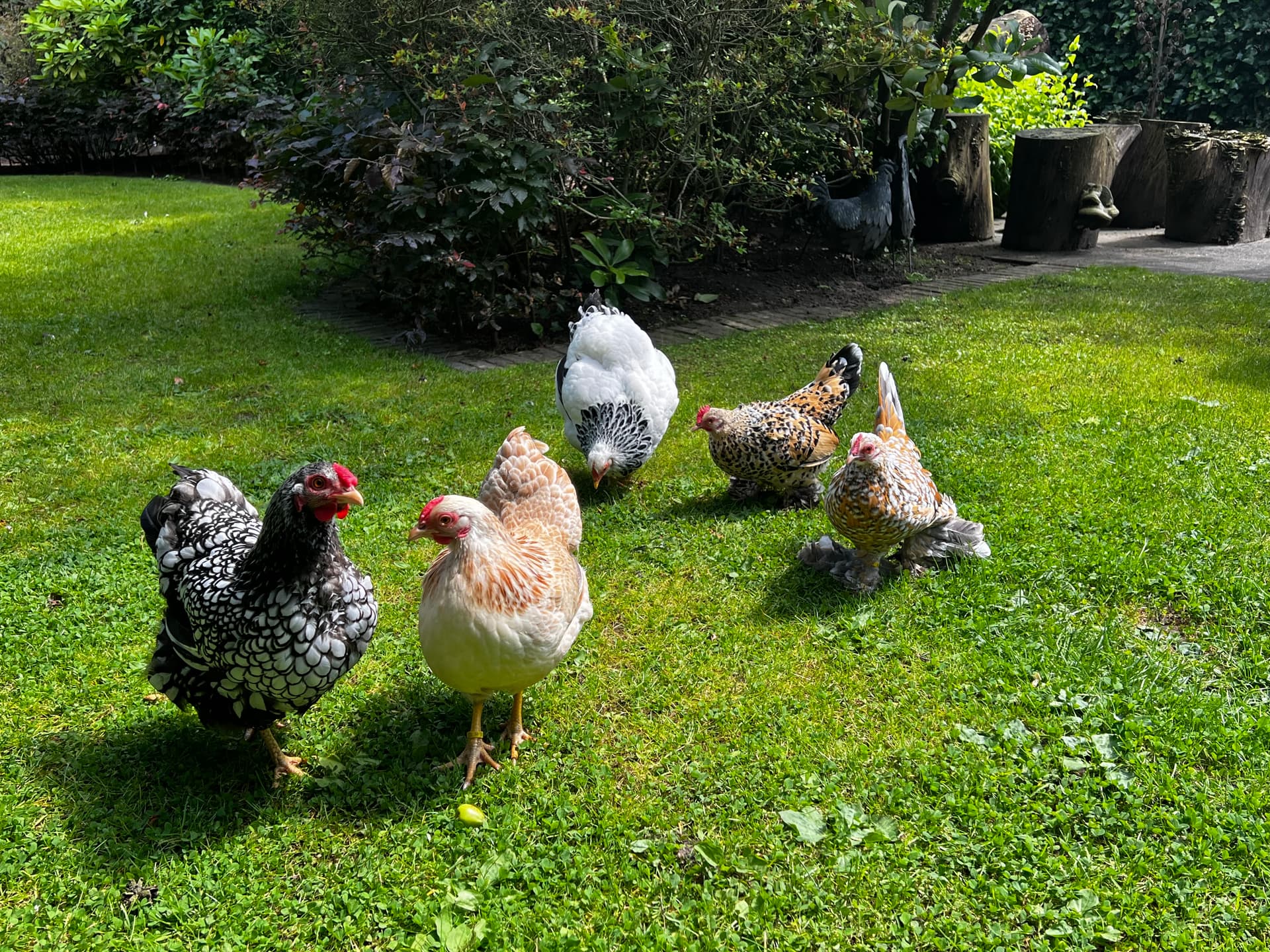 Een koppel krielkippen in de tuin.